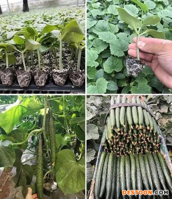 贵阳黄瓜育苗厂 哪有嫁接黄瓜苗基地