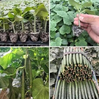 贵阳黄瓜育苗厂 哪有嫁接黄瓜苗基地