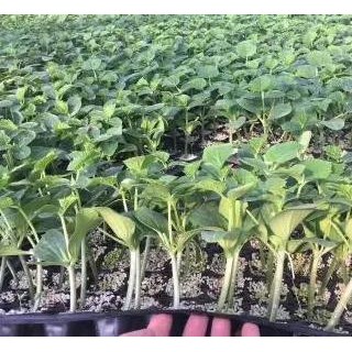 楚雄黄瓜苗去哪买 云南2025嫁接黄瓜苗育苗厂