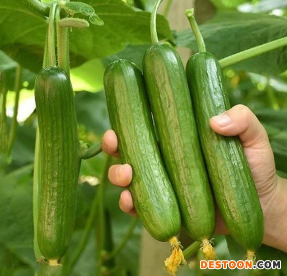 鹤岗强雌黄瓜苗代育苗厂 1061黄瓜苗品种批发