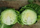 鸡泽卖圆白菜苗黄芯甘蓝苗,广平育耐热甘蓝苗厂家2025