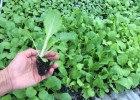 宁晋批发甘蓝苗\松花菜苗厂家,巨鹿黄芯包菜苗2025