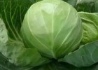 唐山卖圆白菜苗黄芯甘蓝苗,丰润育耐热甘蓝苗厂家