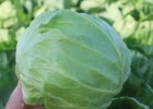 鄄城育甘蓝苗\包菜苗厂家,莱芜批发蔬菜苗基地2025