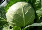 蒙阴卖甘蓝苗厂家,平邑大头菜黄芯包菜苗基地(2025)