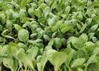 巩义卖甘蓝苗\圆白菜苗厂家,中牟批发有机花菜苗2025