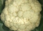 涟水卖圆白菜苗黄芯甘蓝苗,赣榆育耐热甘蓝苗厂家2025