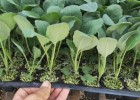盐城育甘蓝苗\包菜苗厂家,高邮批发蔬菜苗基地2025