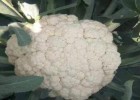 建湖育花菜苗厂家,东台批发甘蓝苗基地大量出苗2025