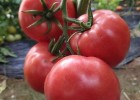 任县口感番茄苗品种,南和专育普罗旺斯西红柿苗厂2025