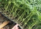 望都育口感西红柿苗,涞水大小番茄苗基地直供2025