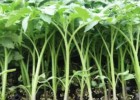 宽城硬粉西红柿苗,围场卖抗病番茄苗育苗厂2025
