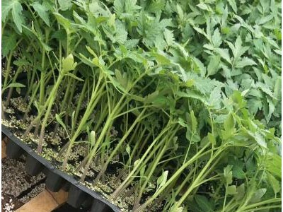 大石桥卖小番茄苗厂家,盖州千禧\釜山88小西红柿苗