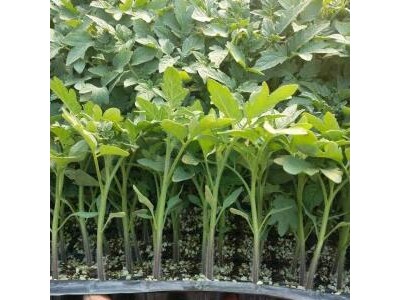 嘉祥口感番茄苗品种,汶上专育普罗旺斯西红柿苗厂2025