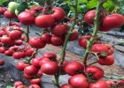 郯城育西红柿苗厂家,苍山沙瓤口感番茄苗品种2025