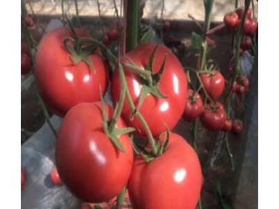 蒙阴哪育草莓西红柿苗,平邑卖番茄种苗厂家2025