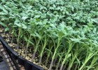伊川哪育草莓西红柿苗,偃师卖番茄种苗厂家2025