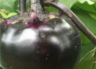 滦县卖嫁接长茄子苗,滦南紫黑色油亮圆茄苗厂家2025