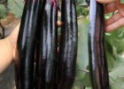鲁山嫁接紫萼长茄苗,叶县育抗病强茄子苗批发厂家2025