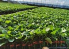 庐江嫁接茄子种苗厂,怀远批发茄子嫁接苗基地2025