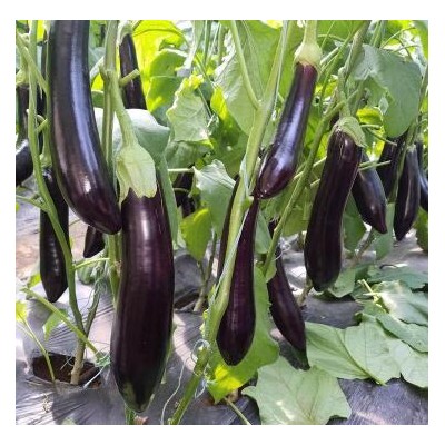 太和嫁接茄子种苗厂,临泉批发茄子嫁接苗基地2025