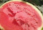 丹阳批发西瓜苗厂家,扬中麒麟瓜美都\8424\甜王西瓜苗