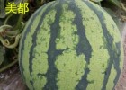 华阴西瓜苗育苗基地,大荔育嫁接美都西瓜苗厂家2025