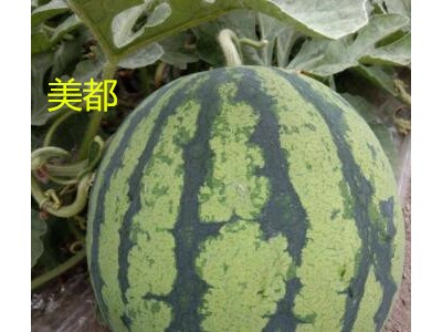 潼关育嫁接美都西瓜苗厂家,澄城薄皮西瓜苗耐裂品种