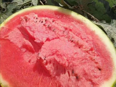 茌平卖甜王西瓜苗,东阿嫁接美都西瓜苗育苗厂2025