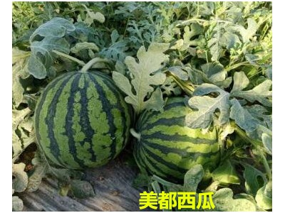 冠县育美都西瓜苗厂,高唐甜王西瓜苗椭圆形大瓜2025