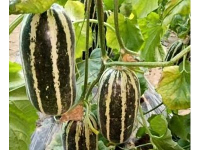 高阳羊角蜜甜瓜苗育苗厂,安新博洋9甜瓜嫁接苗2025