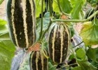 阳原育博洋9甜瓜苗厂,怀安口感好甜瓜苗品种(2025)