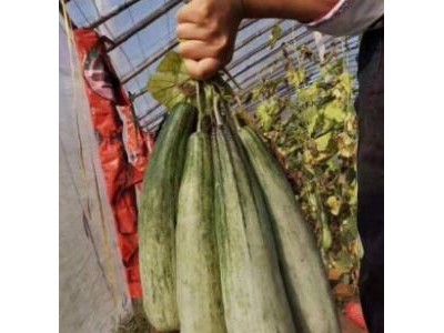 抚顺育羊角蜜甜瓜苗厂,海城抗病强嫁接香瓜苗(2025)