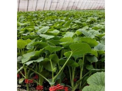 莱西卖甜瓜嫁接苗厂,淄博羊角蜜\博洋9甜瓜苗基地2025