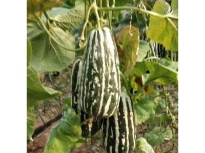 蒙阴育甜瓜苗厂,平邑嫁接博洋9甜瓜苗\羊角蜜苗(2025)