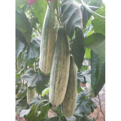 鹿邑羊角蜜甜瓜苗育苗厂,太康博洋9甜瓜嫁接苗(2025)