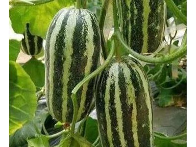 定边卖甜瓜苗育苗厂家,佳县博洋9\绿宝\羊角蜜嫁接苗