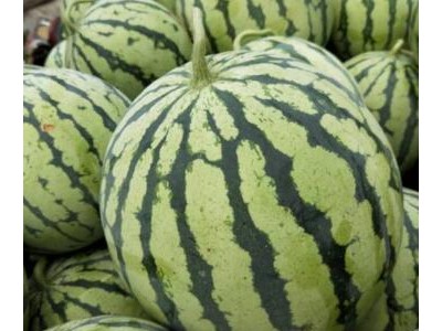 合水育薄皮西瓜苗厂,庆阳麒麟美都西瓜苗嫁接苗2025