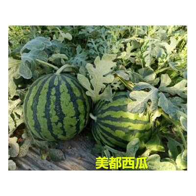 张家川批发西瓜苗厂家,陇南麒麟瓜美都\8424\甜王西瓜苗