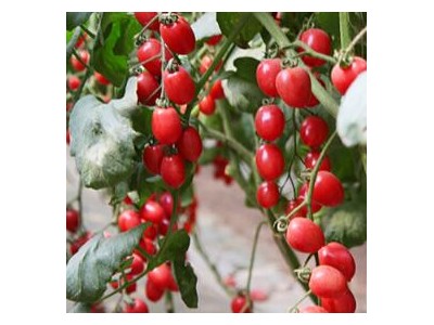 威海培育小番茄苗基地,文登草莓西红柿苗厂家