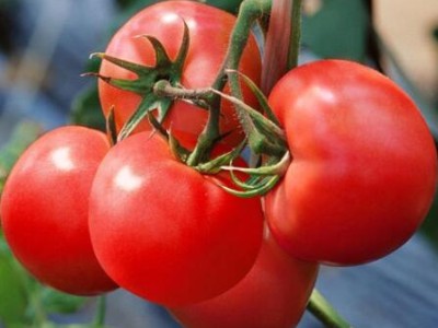 瓜州卖大果番茄苗硬度好,玉门育西红柿苗厂家直发2025