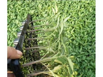 兴平育小番茄苗厂家,韩城大果西红柿苗硬粉2025