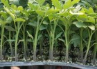 泌阳卖大果番茄苗,确山千禧小西红柿苗育苗厂2025
