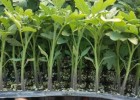 2025余庆培育小番茄苗基地,道真草莓西红柿苗厂家