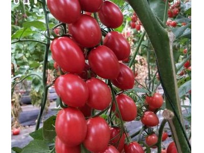 奈曼旗卖小番茄苗育苗厂,扎鲁特旗千禧\釜山88圣女果苗2025