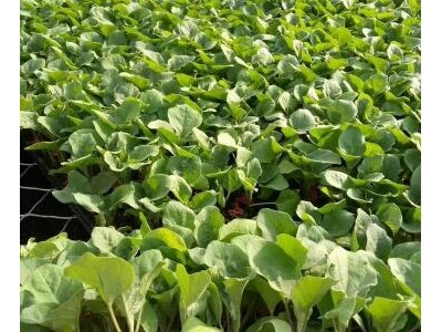 睢宁育茄子嫁接苗基地,新沂紫\绿把长茄苗厂家直供