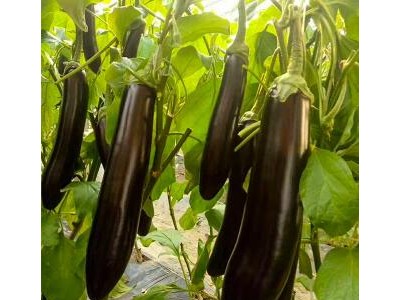 单县代育茄子种苗厂,巨野嫁接茄子苗批发基地2025