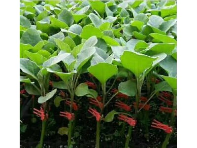 宁海育茄子嫁接苗基地,余姚紫\绿把长茄苗厂家直供