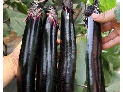 辽中嫁接茄子苗育苗厂,沈阳紫把长茄苗批发价格