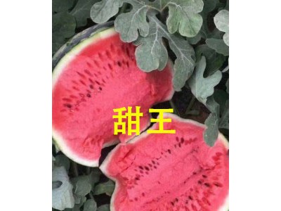开阳育西瓜种苗厂,修文卖嫁接甜王西瓜苗厂家2025